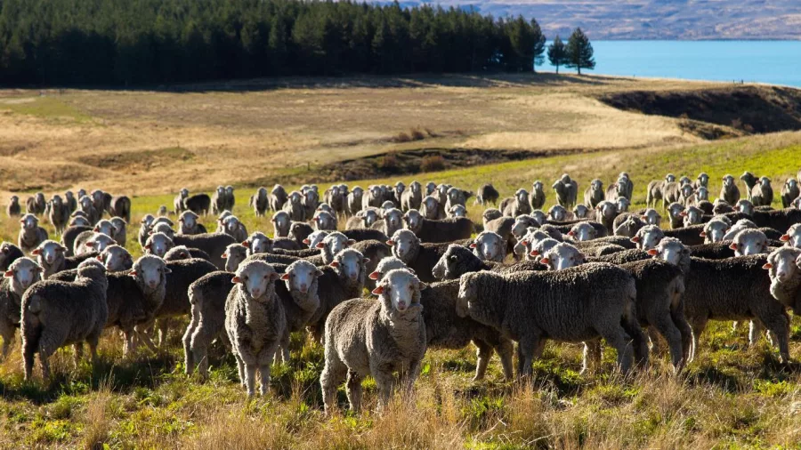 Large flock of Merino sheep on rolling hills above Lake Tekapo during the Mount Hay Farm Experience