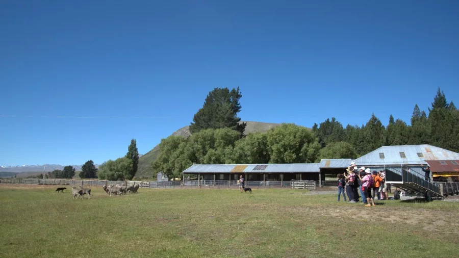 Guided tour group observing sheep in action outside farm sheds at Mount Hay Station near Lake Tekapo