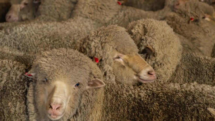 Group of Merino sheep packed together inside a traditional woolshed at Mount Hay Farm near Tekapo