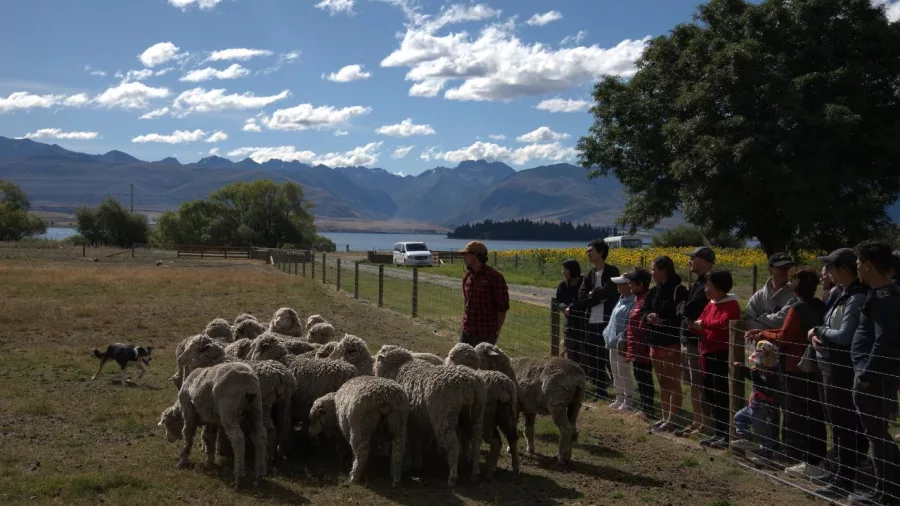 Tour group watching a sheepdog demonstration with Merino sheep and mountain views at Mount Hay Farm
