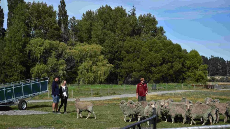 Visitors interacting with Merino sheep in a paddock during a guided tour at Mount Hay Farm near Tekapo
