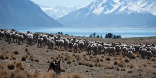 Sheep being mustered across high-country landscape near Lake Tekapo with Southern Alps backdrop