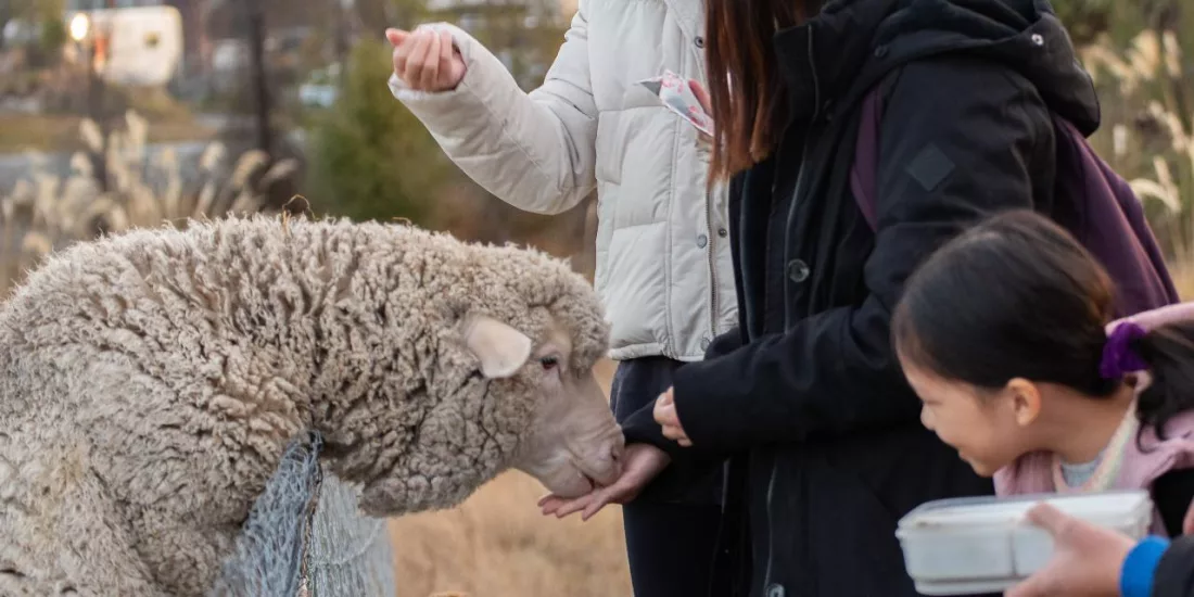 Visitors hand-feeding a friendly Merino sheep over a fence at the Lake Tekapo Petting Zoo