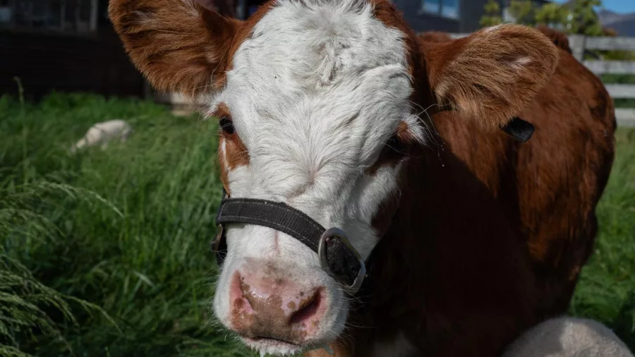 Young calf wearing a halter looking curiously at the camera at Lake Tekapo Petting Zoo