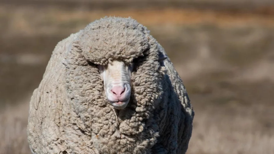 Close-up of a fluffy Merino sheep walking across a paddock at Lake Tekapo Petting Zoo