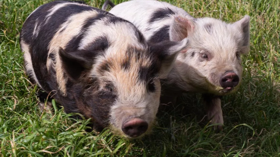 Two spotted Kune Kune piglets exploring the grass at Lake Tekapo Petting Zoo
