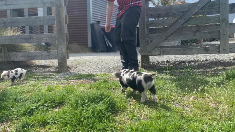Staff member walking near two curious Kune Kune piglets on the grass at Lake Tekapo Petting Zoo