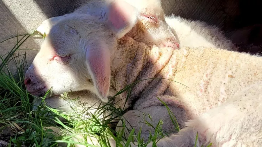 Two newborn lambs snuggled together in the grass under the sun at Lake Tekapo Petting Zoo
