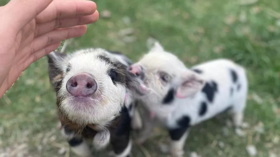 Two friendly Kune Kune piglets at the Lake Tekapo Petting Zoo approaching a visitor’s hand
