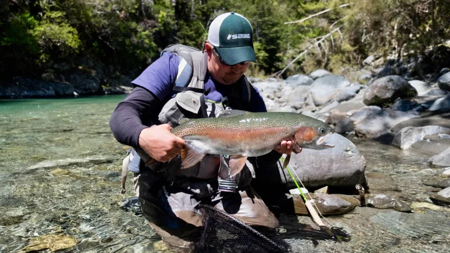Fly fisherman admiring a freshly caught rainbow trout in a clear New Zealand river