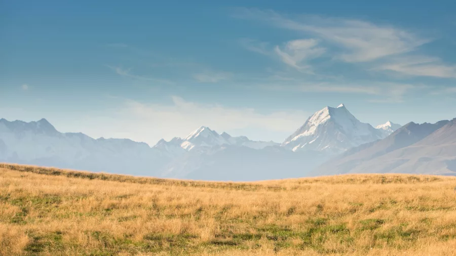Wide golden tussock field with a clear view of Aoraki Mt Cook in the distance
