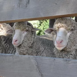 Merino sheep behind a wooden fence on a New Zealand farm