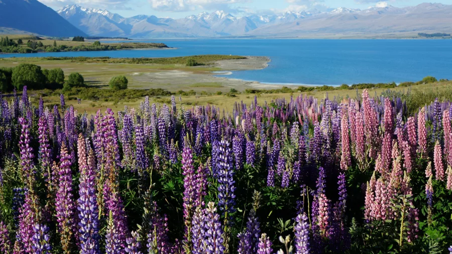 Colourful lupins blooming beside Lake Tekapo with Southern Alps in the background