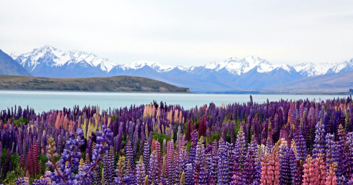 Lake Tekapo New Zealand Stars Springs Scenic Views lake-tekapo-new-zealand-stars-springs-scenic-views