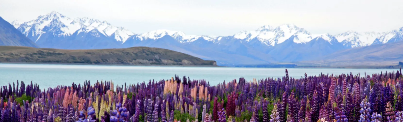 Sunset over blooming lupin fields by Lake Tekapo