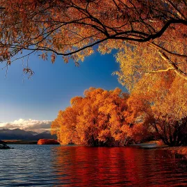 Golden autumn trees reflecting in Lake Tekapo waters