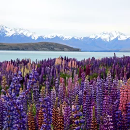 Sunset over blooming lupin fields by Lake Tekapo