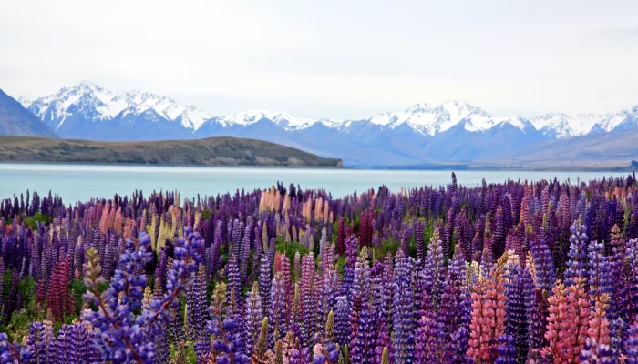 Sunset over blooming lupin fields by Lake Tekapo