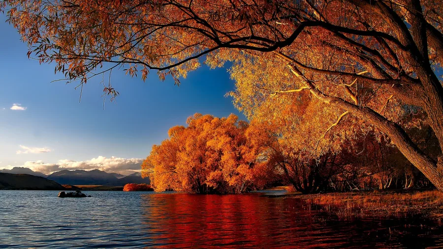 Golden autumn trees reflecting in Lake Tekapo waters