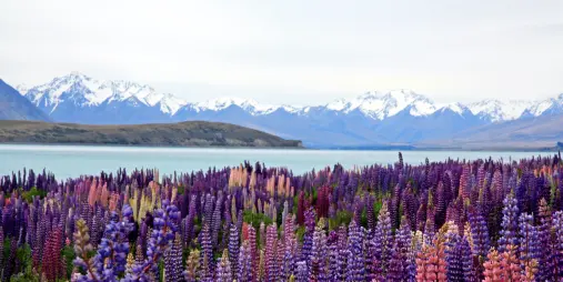 Sunset over blooming lupin fields by Lake Tekapo