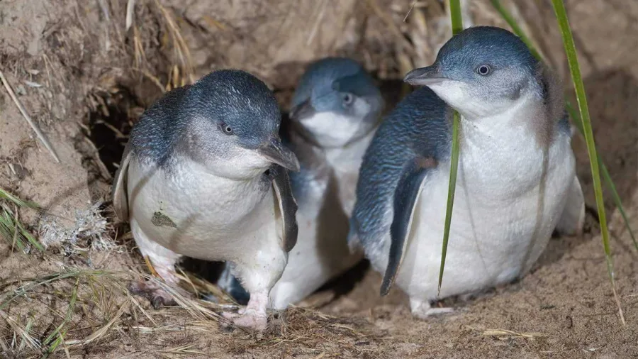Little blue penguins near their nesting site in Timaru