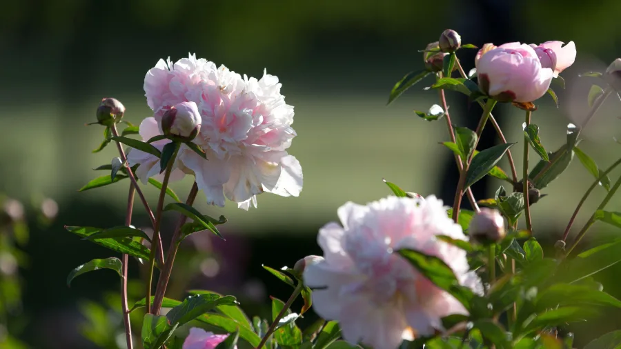 Pink peonies blooming at Trevor Griffiths Rose Garden in Timaru