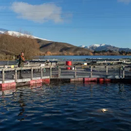 Visitors feeding fish at a high country salmon farm near Twizel