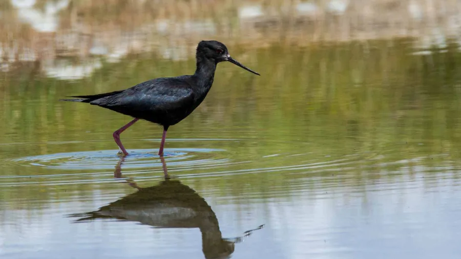 Endangered black stilt (kakī) in Twizel, part of the Kakī Recovery Programme