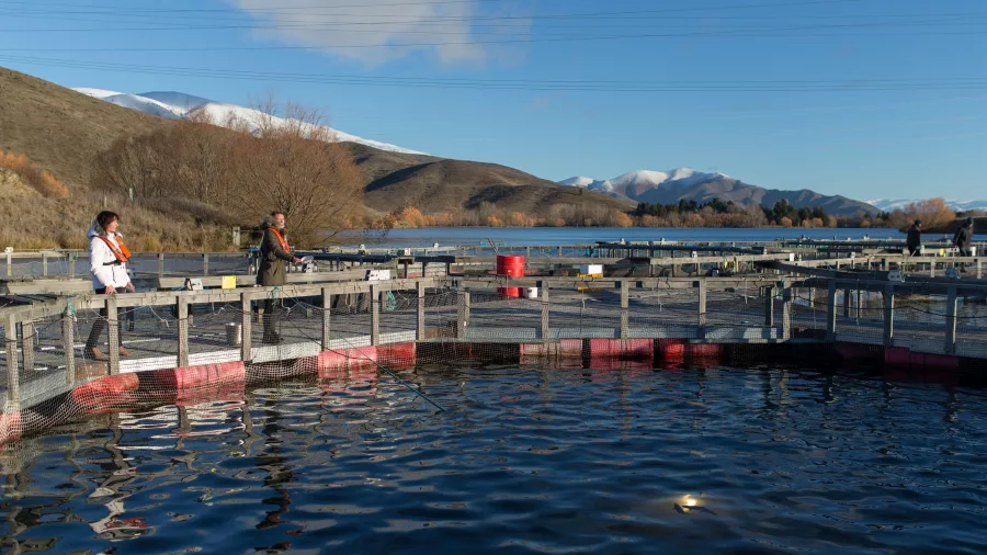 Visitors feeding fish at a high country salmon farm near Twizel