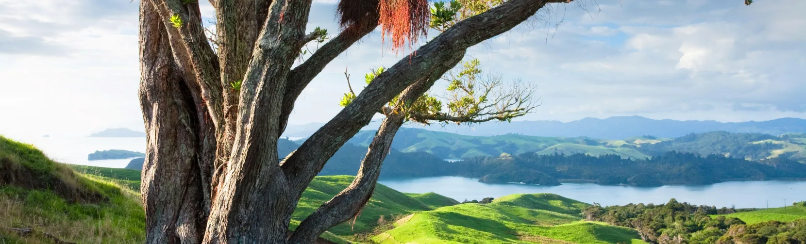 Large tree overlooking rolling green hills and coastal scenery in the northern Coromandel Peninsula, New Zealand