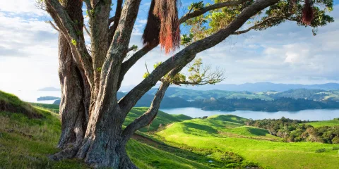 Large tree overlooking rolling green hills and coastal scenery in the northern Coromandel Peninsula, New Zealand