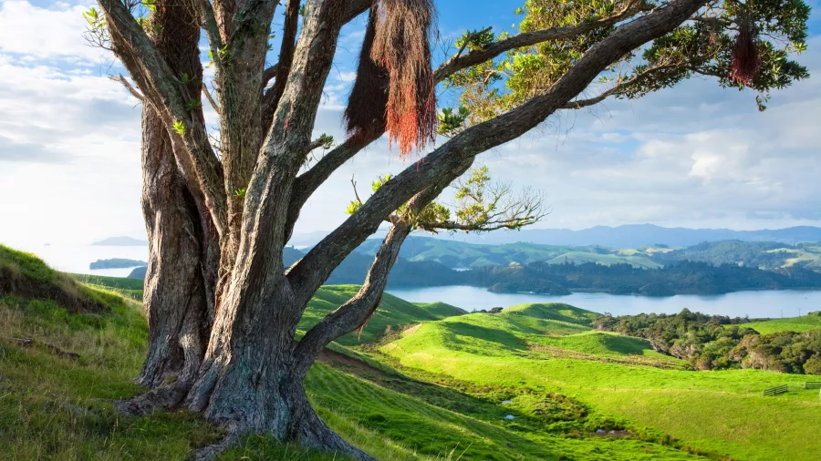 Large tree overlooking rolling green hills and coastal scenery in the northern Coromandel Peninsula, New Zealand