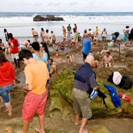 Crowds of visitors digging thermal pools in the sand at Hot Water Beach, a famous geothermal attraction on the Coromandel Peninsula, New Zealand