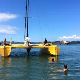 Guests diving and swimming off the yellow Boom Sailing catamaran in Mercury Bay