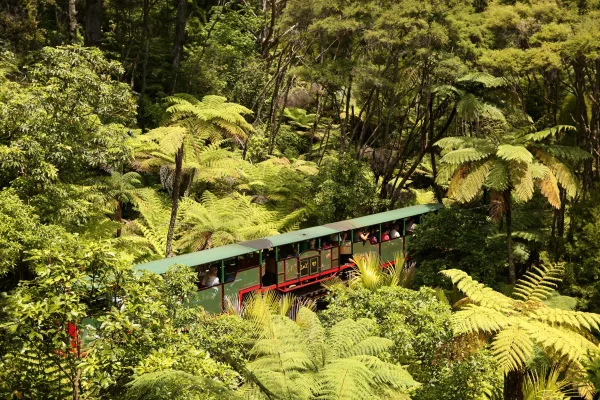 Driving Creek train winding through native trees and bush