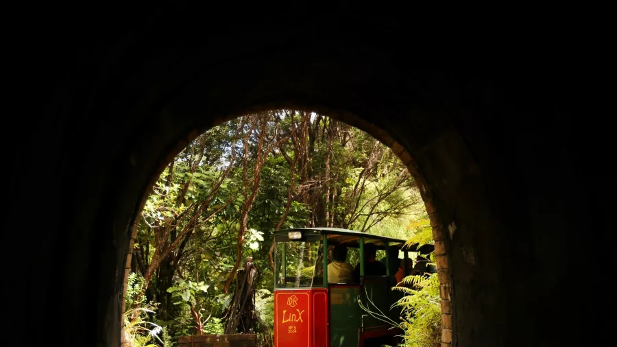 Driving Creek Railway train emerging from a forest tunnel