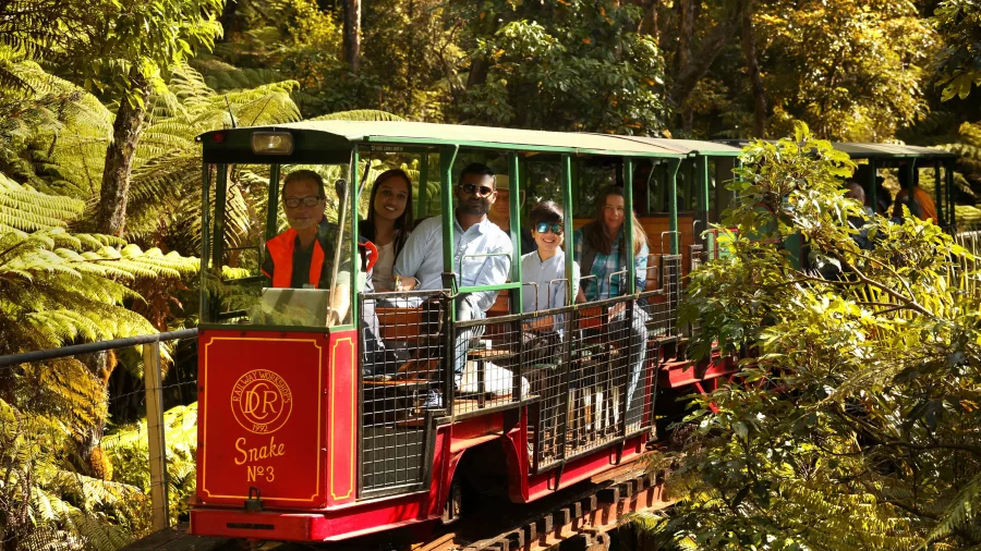 Passengers enjoying a guided forest tour aboard the Driving Creek Railway train