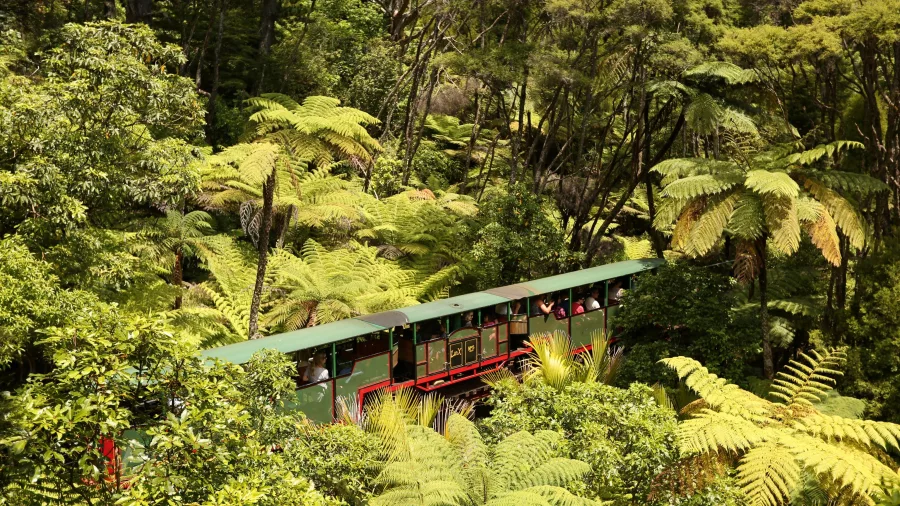 Driving Creek train winding through native trees and bush