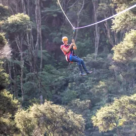 Adult ziplining high above the treetops in Coromandel’s native forest
