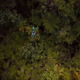Zipliner seen from above gliding over dense native ferns and forest canopy