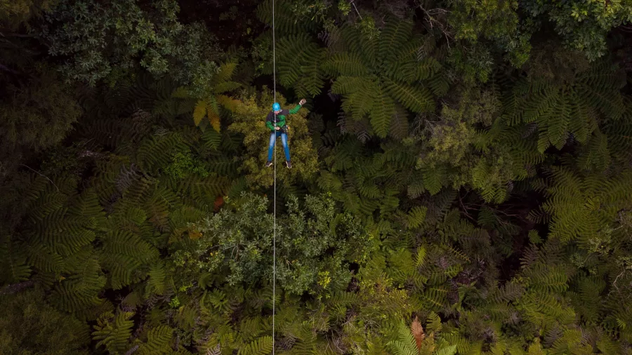 Zipliner seen from above gliding over dense native ferns and forest canopy