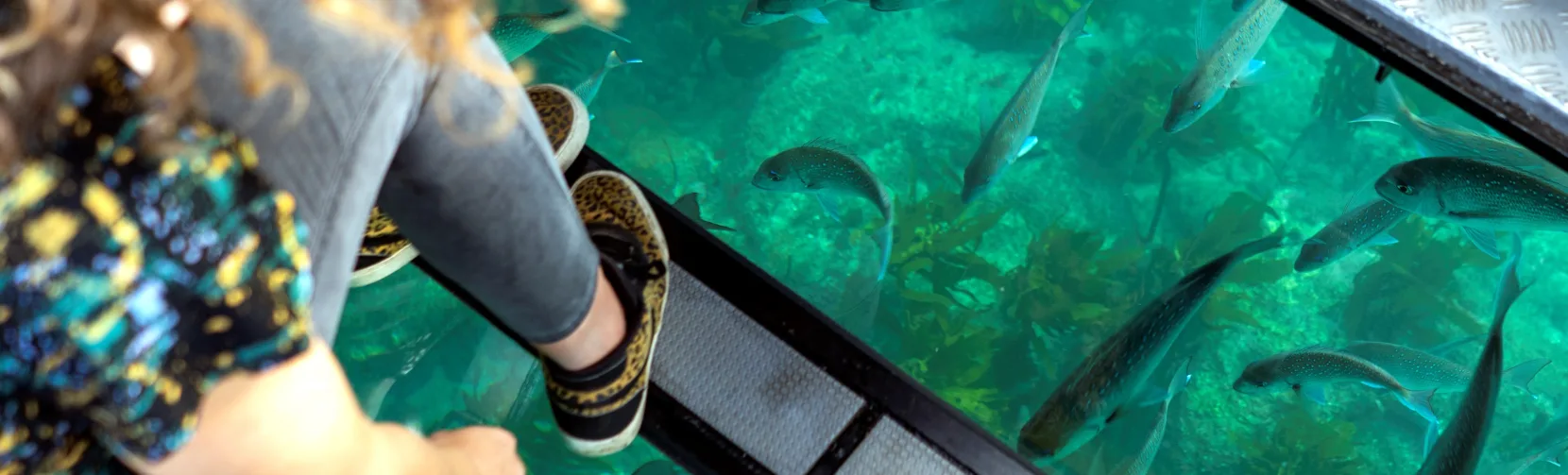 Woman watching fish through the glass panels aboard the Glass Bottom Boat near Cathedral Cove