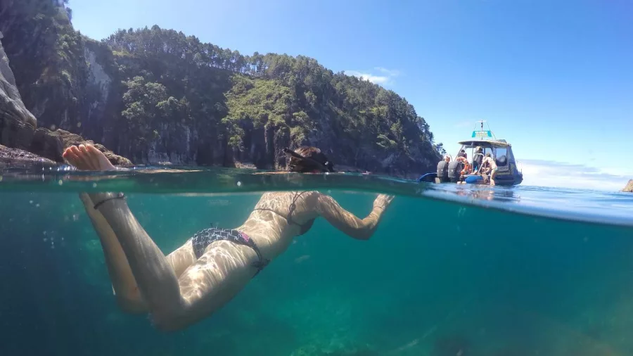 Snorkeller exploring vibrant underwater life near the Glass Bottom Boat, Coromandel Peninsula