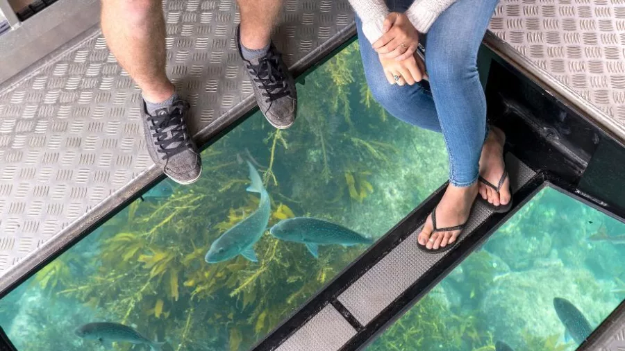 Couple observing fish through glass panels on a marine eco tour at Cathedral Cove