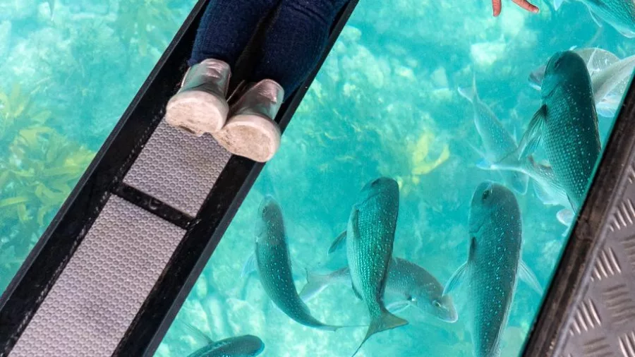 Young child watching fish swim beneath the boat through glass viewing panels