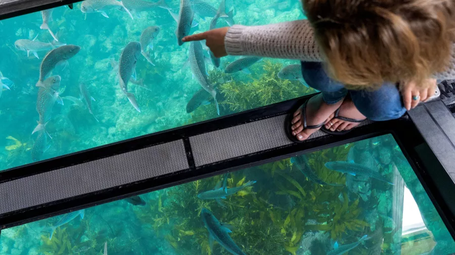 Visitor pointing at fish swimming under the Glass Bottom Boat near Cathedral Cove