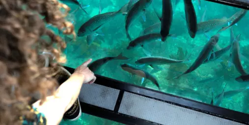 Person pointing at fish beneath the Glass Bottom Boat at Cathedral Cove Marine Reserve
