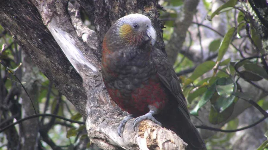 North Island kākā perched on a tree branch in native Coromandel bush