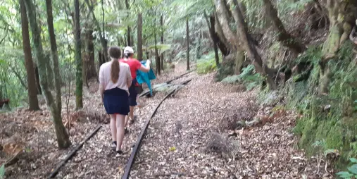 Hikers walking along the old kauri tramline track in Coromandel forest