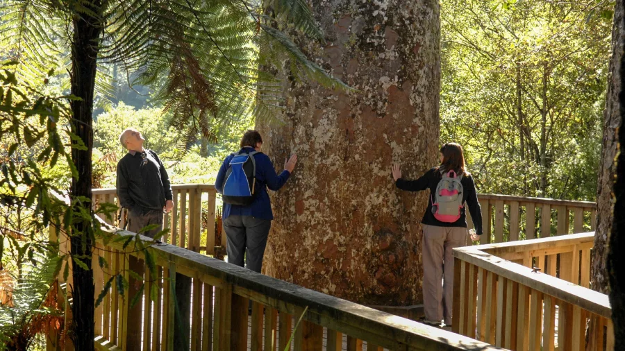 People on boardwalk beside ancient kauri tree